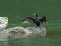 Japanese cormorant dries its wings at the katsura river in kyoto