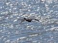 Japanese cormorant in flight over sakai river 4