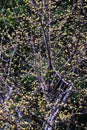 Japanese cornel (Cornus officinalis) flowers. Cornaceae deciduous tree. Royalty Free Stock Photo