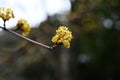 Japanese cornel (Cornus officinalis) flowers. Cornaceae deciduous tree.