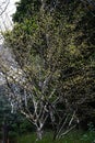 Japanese cornel (Cornus officinalis) flowers. Cornaceae deciduous tree.