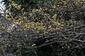 Japanese cornel (Cornus officinalis) flowers. Cornaceae deciduous tree.