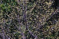 Japanese cornel (Cornus officinalis) flowers. Cornaceae deciduous tree.