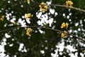 Japanese cornel (Cornus officinalis) flowers. Cornaceae deciduous tree. Royalty Free Stock Photo