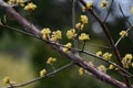 Japanese cornel (Cornus officinalis) flowers. Cornaceae deciduous tree.