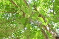 Japanese cornel ( Cornus officinalis ) tree. Trichome on the underside of a leaf. Royalty Free Stock Photo