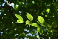 Japanese cornel ( Cornus officinalis ) tree. Trichome on the underside of a leaf.