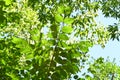 Japanese cornel ( Cornus officinalis ) tree. Trichome on the underside of a leaf.