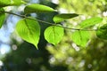 Japanese cornel ( Cornus officinalis ) tree. Trichome on the underside of a leaf. Royalty Free Stock Photo