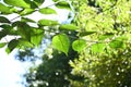 Japanese cornel ( Cornus officinalis ) tree. Trichome on the underside of a leaf. Royalty Free Stock Photo