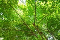 Japanese cornel ( Cornus officinalis ) tree. Trichome on the underside of a leaf.