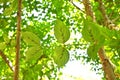 Japanese cornel ( Cornus officinalis ) tree. Trichome on the underside of a leaf.