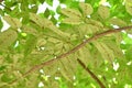 Japanese cornel ( Cornus officinalis ) tree. Trichome on the underside of a leaf.