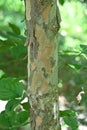 Japanese cornel ( Cornus officinalis ) tree. Trichome on the underside of a leaf.