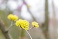 Japanese cornel flower