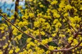 Japanese cornelian Blooming in Spring, Haeundae, Busan, South Korea, Asia