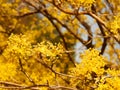 Japanese Cornelian Cherry yellow spring blossoms