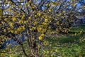 Japanese Cornelian cherry Cornus mas with yellow flowers in spring