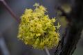 Japanese Cornel Cornus officinalis cluster of yellow flowers