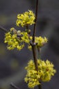 Japanese Cornel Cornus officinalis yellow flowers in close-up