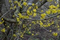 Japanese Cornel Cornus officinalis yellow flowers on branches