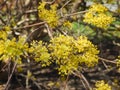 Japanese Cornelian Cherry Dogwood yellow flowers