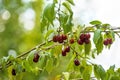 Japanese cornelian cherry with ripe fruits