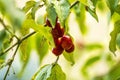 Japanese cornelian cherry with ripe fruits