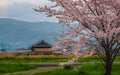 Japanese country side Cherry Blossoms