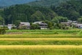 Japanese countryside landscape with green rice paddy and farm houses Royalty Free Stock Photo