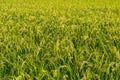 Japanese countryside rice field Royalty Free Stock Photo