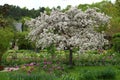 Japanese crab apple at the Garden of Monet in Giverny