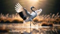 Japanese Crane Dancing in a Marsh Royalty Free Stock Photo