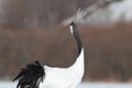 Japanese Crane Giving Mating Call