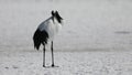 Japanese crane (Grus Japonensis) in Japan