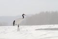 Japanese crane or Red-crowned Crane