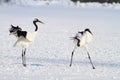 Japanese crane or Red-crowned Crane