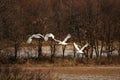 Japanese crane or Red-crowned Crane Royalty Free Stock Photo