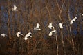 Japanese crane or Red-crowned Crane Royalty Free Stock Photo