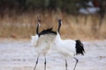 Japanese crane or Red-crowned Crane Royalty Free Stock Photo