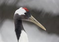 Japanese crane. Red-crowned crane. Royalty Free Stock Photo