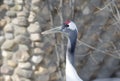 Japanese crane. Red-crowned crane. Royalty Free Stock Photo