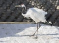 Japanese crane. Red-crowned crane. Royalty Free Stock Photo