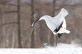 Japanese Crane in the Snow