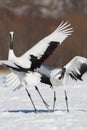 Japanese Cranes