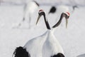 Japanese Cranes - Courtship Symmetry Royalty Free Stock Photo