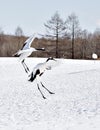 Japanese Cranes Hopping in Courtship