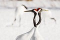 Japanese Cranes - Romantic Symmetry Royalty Free Stock Photo