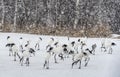 Japanese cranes in snowfall.