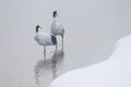 Japanese Cranes Standing In Water